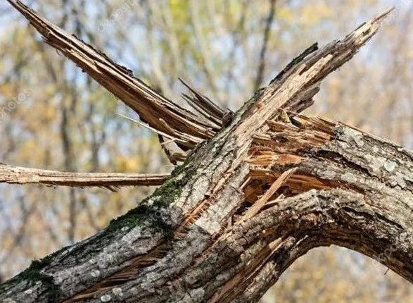 Негода у Києві: жінку вбило деревом