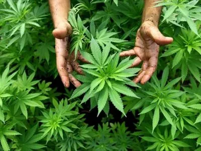 Парламент Португалии одобрил легализацию марихуаны в медицинских целях