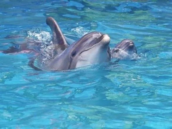 В одеському дельфінарії під час шоу народився дельфінчик
