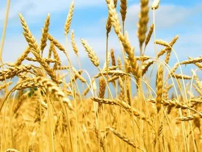 В Україні зібрали перші 10,5 тисяч тонн озимої пшениці