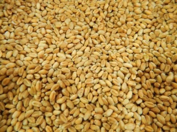 Передумов для дефіциту пшениці немає - Мінагрополітики