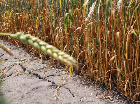 Урожай озимой пшеницы в Украине будет меньше на 8-10% из-за засухи - Укргидрометцентр