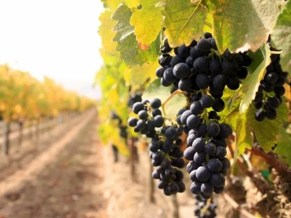 На гіркому досвіді: французи масово страхують свої виноградники