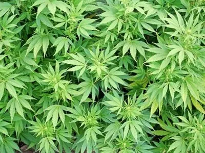 Парламент Канади легалізував марихуану