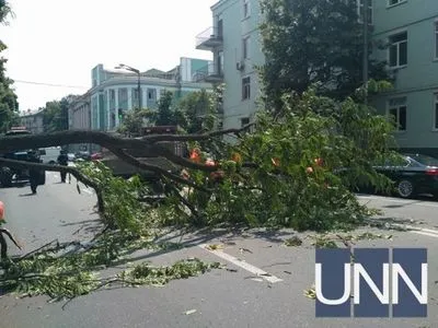В правительственном квартале Киева дерево упало на дорогу