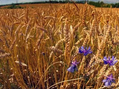 З окупованого Криму експортують зерно до Сирії – ЗМІ
