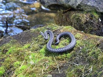 У Карпатах від укусів отруйних змій постраждали 5 осіб