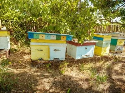 В Сумской области поймали неловких похитителей пчел
