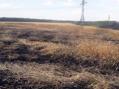 На Херсонщині загорілося 170 га пшеничного поля