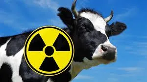 В Житомирской области в молоке обнаружили "повышенный" цезий-137