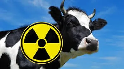 На Житомирщині у молоці виявили перевищення вмісту цезію-137