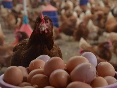 Производители мяса птицы и яиц стали абсолютными лидерами среди животноводов