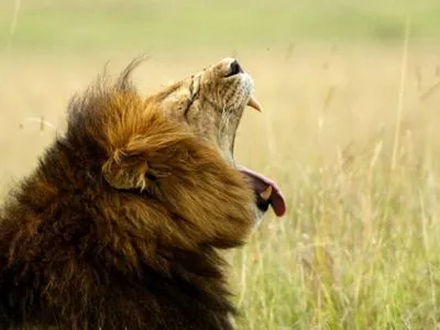 В Африке львы съели двух браконьеров