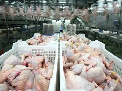 Казахстан рекордно наростив виробництво м'яса птиці