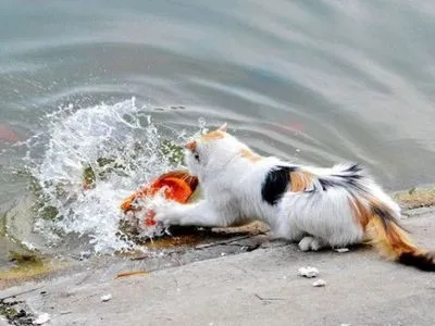 Поймал себе обед: в сети показали кота-рыболова