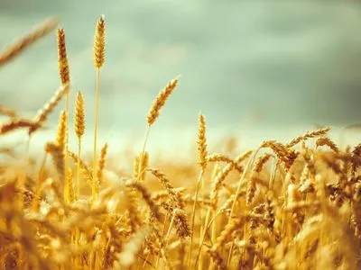 Аграрии намолотили 13 млн тонн зерна