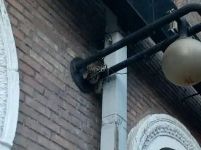 У центрі Києва на ліхтарі виявили тигрового пітона