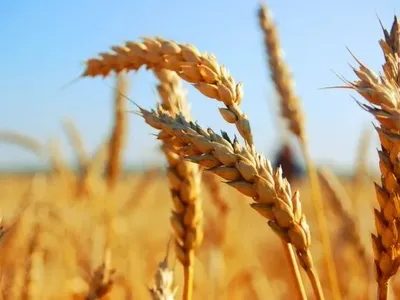 Аграрії вже зібрали 16,7 млн тонн зерна