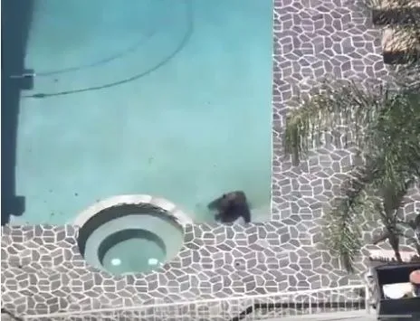 В Калифорнии медведь залез в частный бассейн, спасаясь от жары