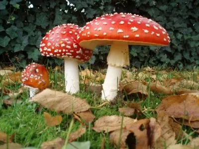 На Харківщині троє осіб потрапили до реанімації через отруєння грибами