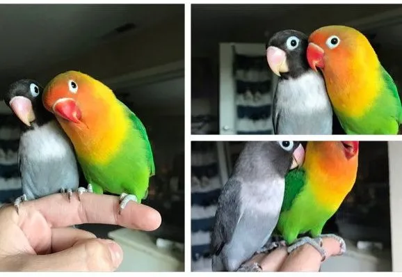 Twitter покорила история любви попугаев-неразлучников