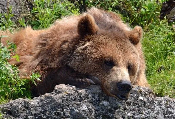 Медведи раскопали могилы на кладбище в РФ