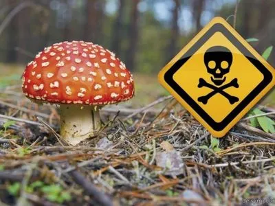 Шестеро киевлян попали в реанимацию из-за отравления грибами