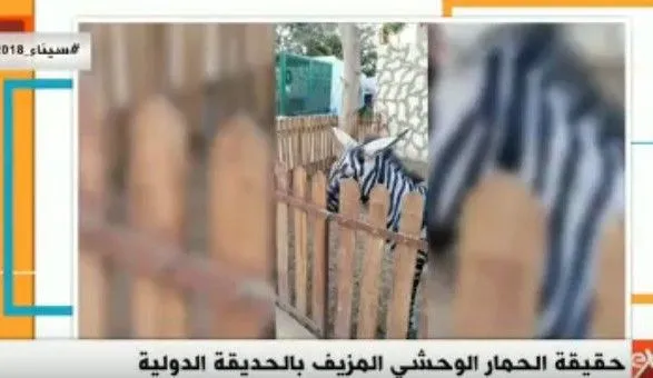 В Єгипті віслюків пофарбували та видали за зебр