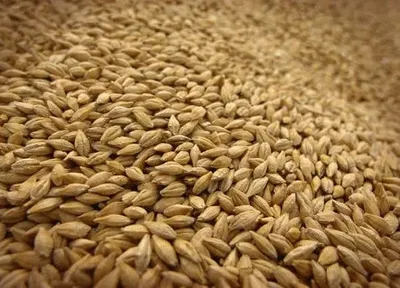 Аграрии уже намолотили 20 млн тонн зерна