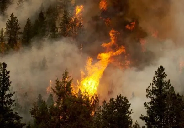 Уряд доручив провести вивчення ризиків лісових пожеж на сході України
