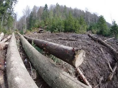 Уряд створить групи для аудиту вирубки лісів