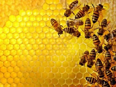 У Держпродспоживслужбі назвали причину масового мору бджіл