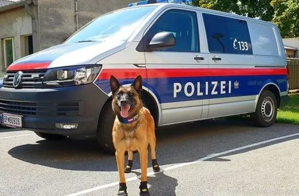 В Австрии из-за жары полицейским собакам выдали спецботиночки