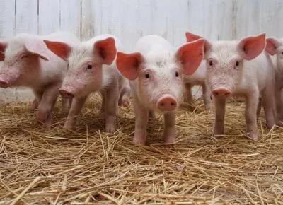 У чотирьох областях зафіксували чергові випадки чуми свиней