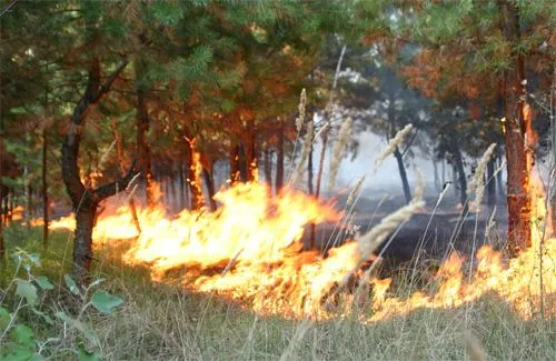 В этом году охват лесных пожаров в Украине вырос на 80%