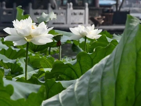 У Китаї виявили цілу плантацію зникаючих квітів