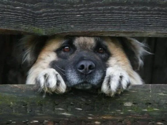 Українці закликали заборонити тримати собак у багатоповерхівках