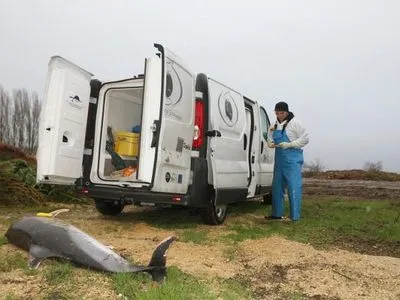 Во Франции массово умирают дельфины
