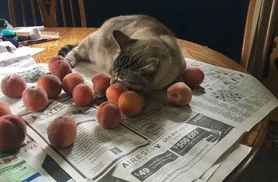 Кіт з персиками став новою зіркою Тwitter