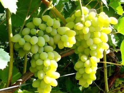 Из-за жары в Германии раньше сроков поспел виноград