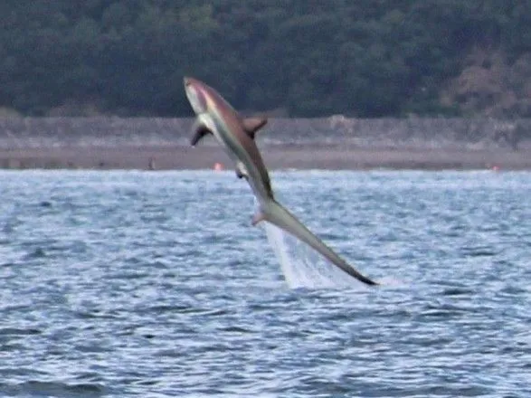 У Британії в об’єктив камери потрапила гігантська акула-лисиця