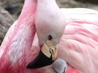 Редкие фламинго впервые за 15 лет отложили яйца