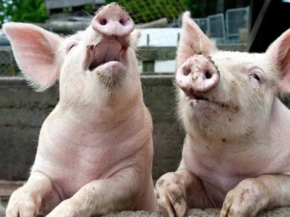 Жители Полтавы пытались продать на убой сотни зараженных АЧС свиней