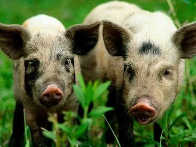 На Полтавщині через АЧС може не стати унікальної породи свиней
