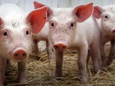 Поголовье свиней в Украине сократилось почти на 5% - статистика