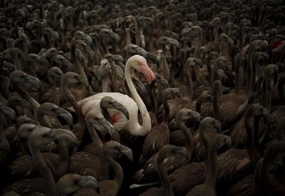 v-ispaniyi-narodilasya-rekordna-kilkist-flamingo