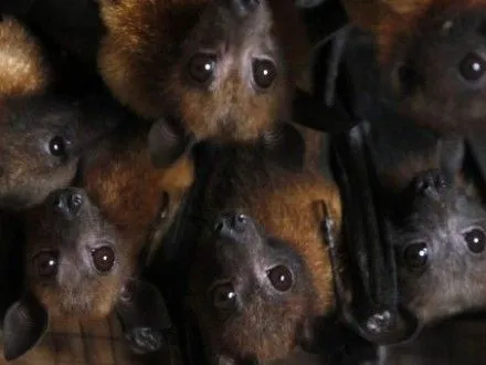 У зоні відчуження знайшли дев'ять рідкісних видів кажанів