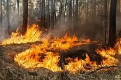 По Украине ожидается наивысший уровень пожароопасности