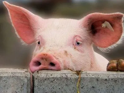 Найбільший в світі виробник свинини припинив роботу через АЧС