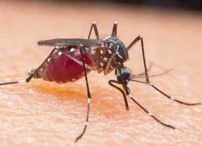 Случай малярии зафиксировали в Кропивницком